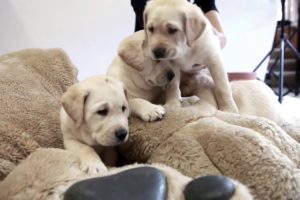 Cute Puppies Around the World!