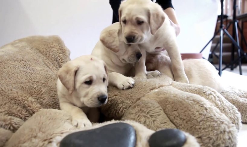 Cute Puppies Around the World!