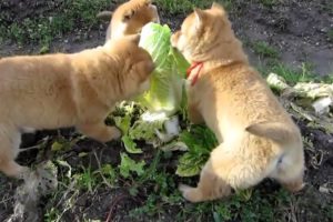 Cute Puppies Attack Cabbage
