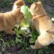 Cute Puppies Attack Cabbage
