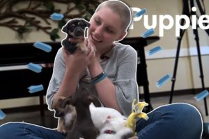 Cute Puppies: Covered in a Pile of Puppies | One List One Life