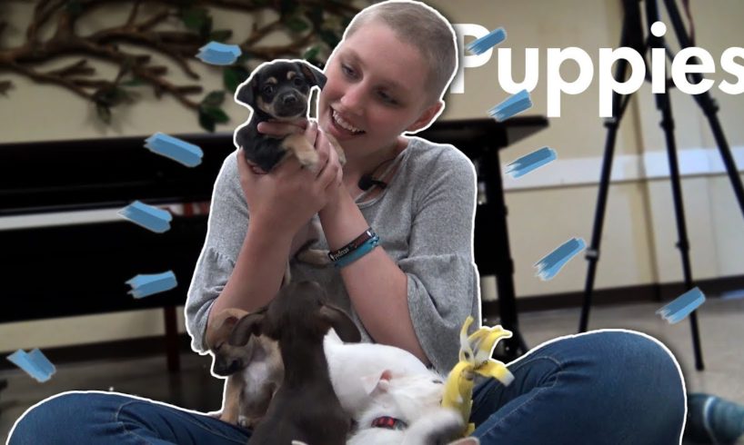 Cute Puppies: Covered in a Pile of Puppies | One List One Life