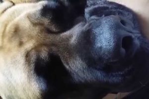 Cute Puppies Dog: Sleeping English Mastiff Humphrey 2015