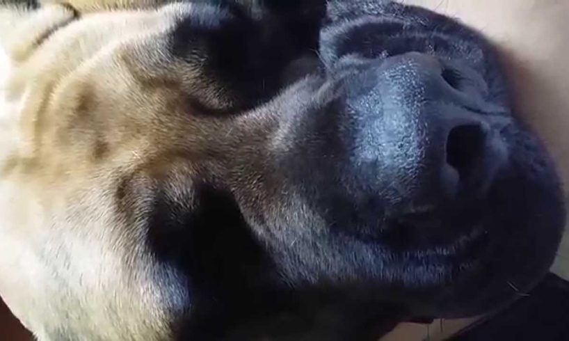 Cute Puppies Dog: Sleeping English Mastiff Humphrey 2015