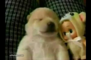 Cute Puppies Doing Funny Things and Hilarious Sleeping Puppies