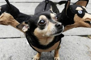 Cute Puppies Dressed Up For Halloween