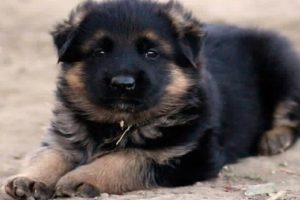 Cute Puppies German Shepherd - Long Haired German Shepherd Puppies - Puppies TV