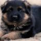 Cute Puppies German Shepherd - Long Haired German Shepherd Puppies - Puppies TV
