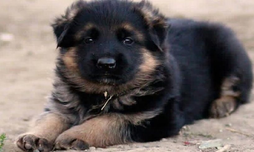 Cute Puppies German Shepherd - Long Haired German Shepherd Puppies - Puppies TV