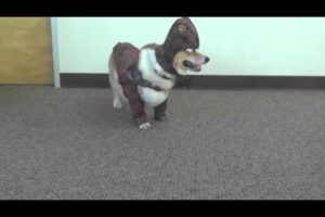 Cute Puppies In Cute Costumes Compilation
