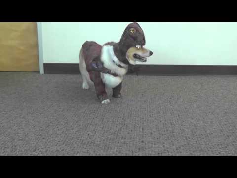 Cute Puppies In Cute Costumes Compilation