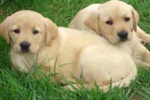 Cute Puppies (Labrador Retriever, German Shephard , Husky)