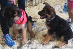 Cute Puppies Playing Around - German Shepherd Puppies - Pet Expo