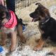 Cute Puppies Playing Around - German Shepherd Puppies - Pet Expo