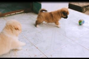 Cute Puppies Playing With A Ball