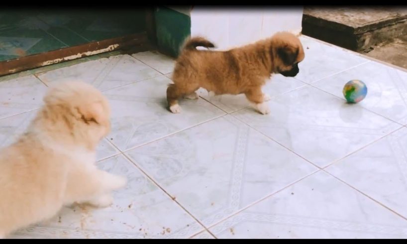 Cute Puppies Playing With A Ball