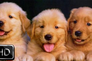 Cute Puppies Playing With Cat