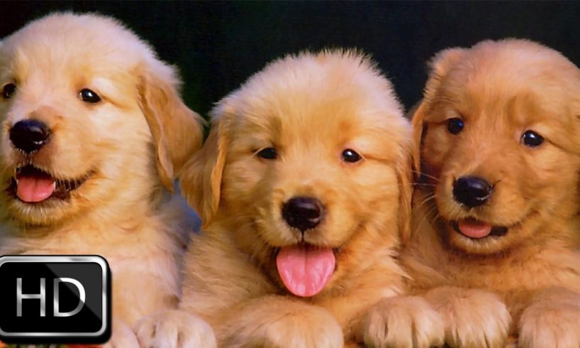 Cute Puppies Playing With Cat