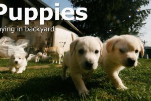 Cute Puppies [Playing in backyard] 4k