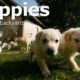 Cute Puppies [Playing in backyard] 4k