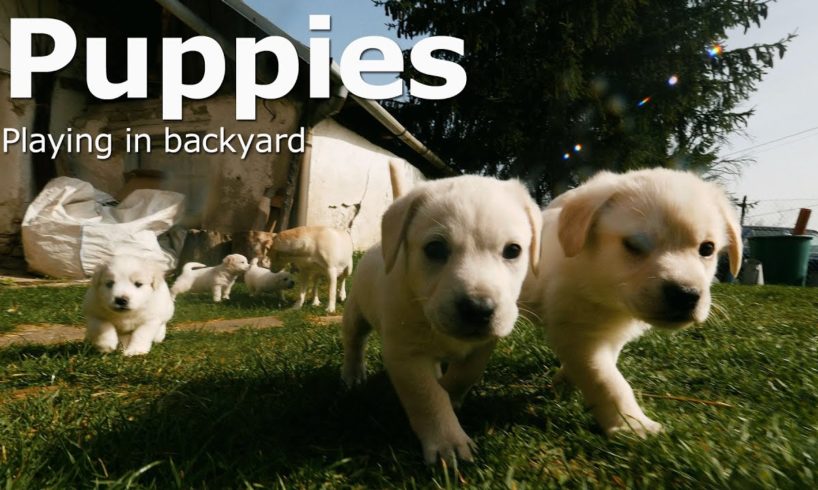 Cute Puppies [Playing in backyard] 4k