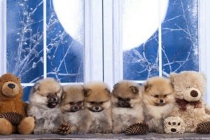 Cute Puppies That Look Like Teddy Bears