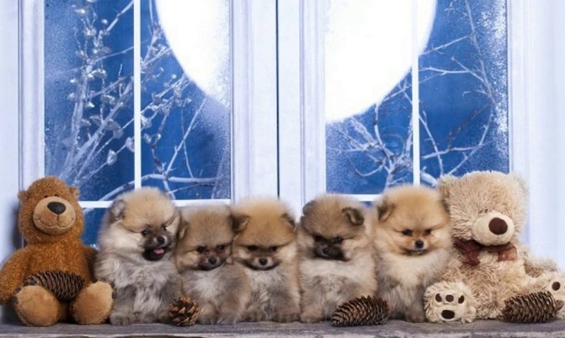 Cute Puppies That Look Like Teddy Bears