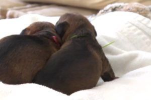 Cute Puppies Waking Up