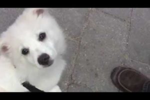 Cute Puppies - White American Eskimo Rescue - Adopt!