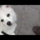 Cute Puppies - White American Eskimo Rescue - Adopt!