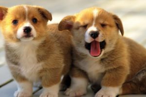 Cute Puppies Will Help Lower Your Stress