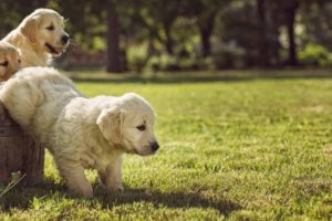 Cute Puppies Wrestle On Pile of Balls