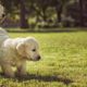 Cute Puppies Wrestle On Pile of Balls