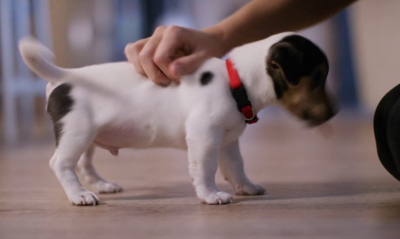 Cute Puppies! - You Gotta See This Adorable Little Puppy
