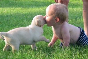 Cute Puppies and Babies Playing Together Compilation 2018