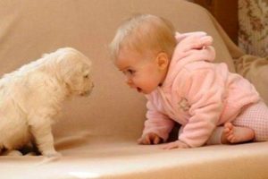 Cute Puppies and Babies Playing Together Compilation 2019