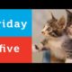 Cute Puppies and Kittens Playing (Petco Friday 5)