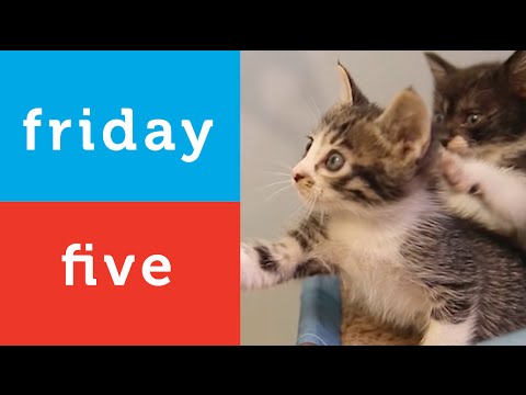 Cute Puppies and Kittens Playing (Petco Friday 5)