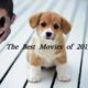 Cute Puppies and the Best Movies of 2013