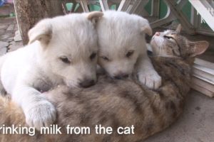 Cute Puppies' Mom Is A Cat?! | SBS Animal