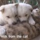 Cute Puppies' Mom Is A Cat?! | SBS Animal
