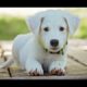 Cute Puppy Barking Sound Effect - Cute Puppies Barking Compilation - Puppies TV