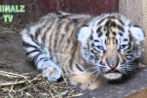 Cute Tiger Cubs - Cute Baby Animals [NEW HD VIDEO]