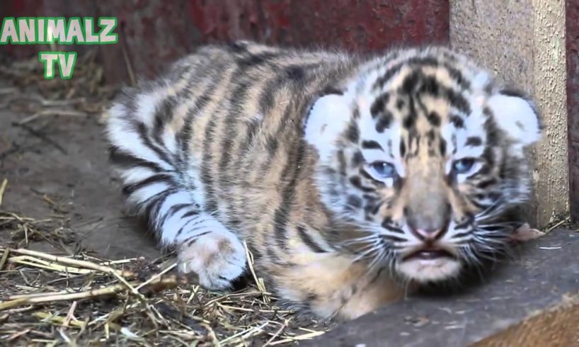 Cute Tiger Cubs - Cute Baby Animals [NEW HD VIDEO]