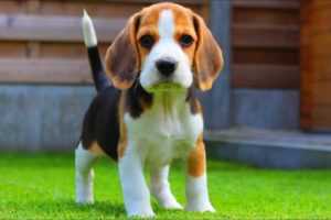 Cute and Adorable Beagle Puppy From 8 Weeks to 8 Months : Cute Puppy Marie