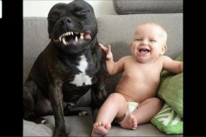 Cute dog - The dog's reaction to the baby for the first time is super fun