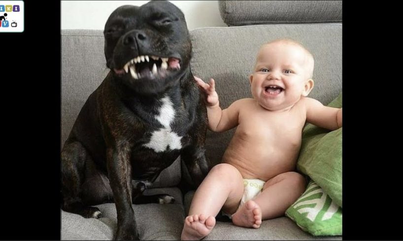 Cute dog - The dog's reaction to the baby for the first time is super fun