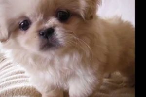 Cute dogs!! - Cute puppies and dogs video ( Dog video in Dog pictures)