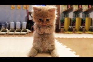 Cute is Not Enough - Funny Cats and Dogs Compilation #14