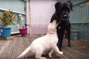 Cute little puppy meets big dog for the first time